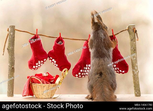 red squirrel standing with a laundry line with stockings