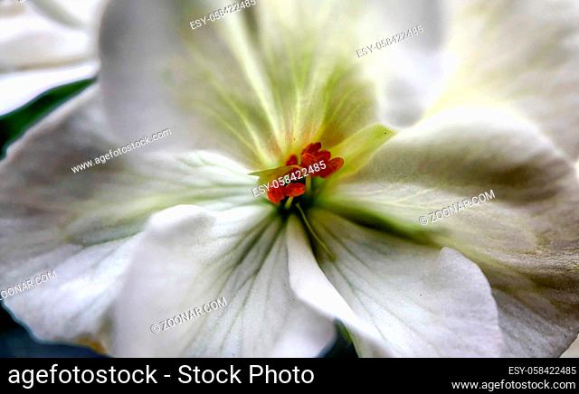 Macro photo of white hydrangea flowers creating a tender romantic floral background