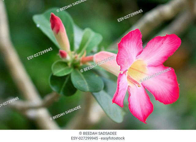 With pink flowers, green leaves, beautiful bright color