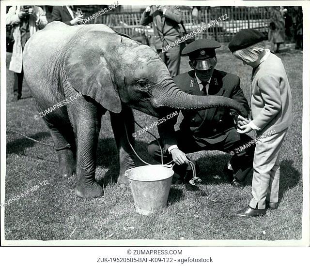 May 05, 1962 - Toto makes her bow.. Two year old 'Toto'(it means 'baby') made her bow at the London zoo today. She weighs 500 lb and stands 3ft.bin