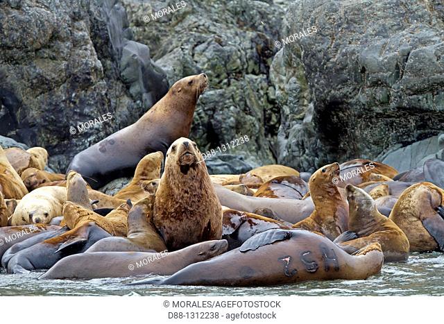 Northern Sea Lion  Eumetopias jubatus, Order : carnivora, family : Otariidae