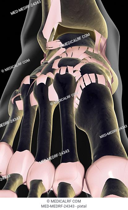 The ligaments of the foot