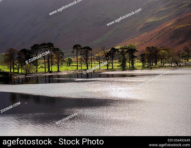 Trees at the southern edge of Buttermere