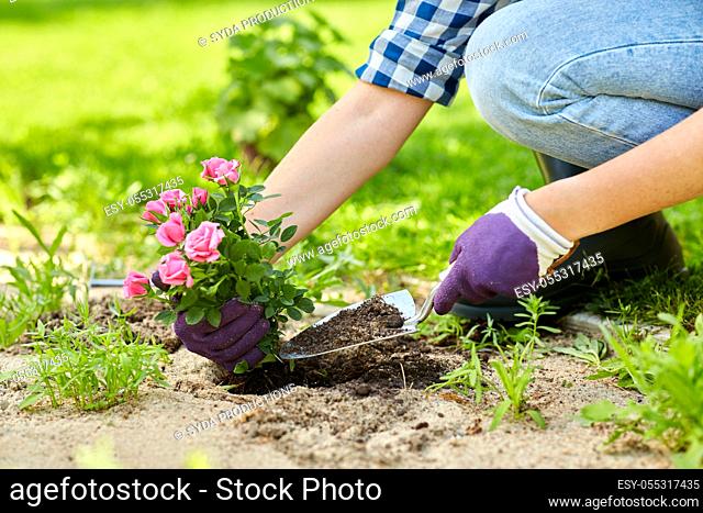 woman planting rose flowers at summer garden