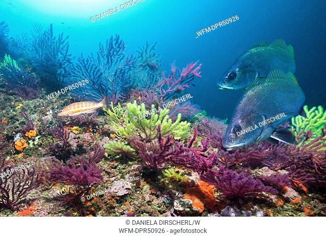 Reef with Brwon Meagre, Sciaena umbra, Les Ferranelles, Medes Islands, Costa Brava, Mediterranean Sea, Spain