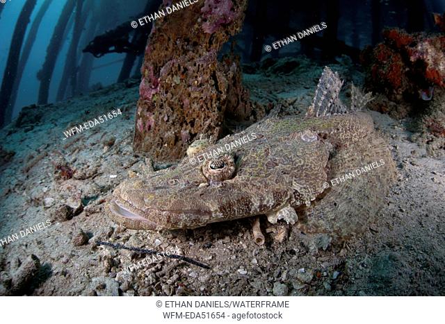 Crocodilefish under a pier, Cymbacephalus beauforti, Raja Ampat, West Papua, Indonesia