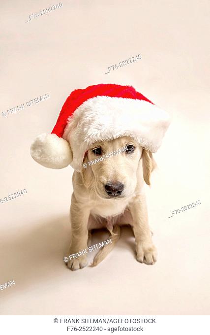 portrait of a 10 week old golden retriever puppy wearing a santa / christmas hat, against a white background, mr# 6531. .