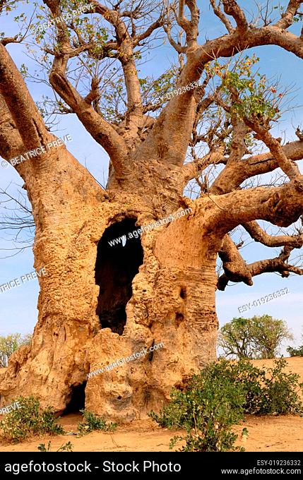 african baobab