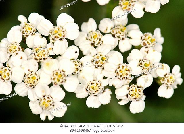 Achillea millefolium L, commonly known as yarrow, flowering plant in the family Asteraceae. Nevà, small village in the county of Ripollès in the province of...
