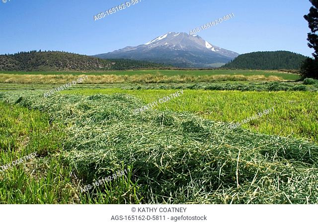 Agriculture - Freshly cut alfalfa, drying in windrows prior to being baled, with Mt. Shasta in the background / Northern CA - nr. Weed