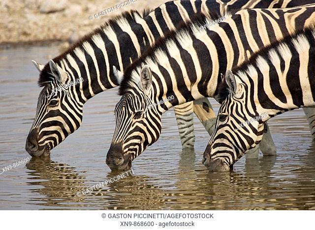 Burchell's zebra (Equus Quagga) drinking water, Etocha National Park, Namibia