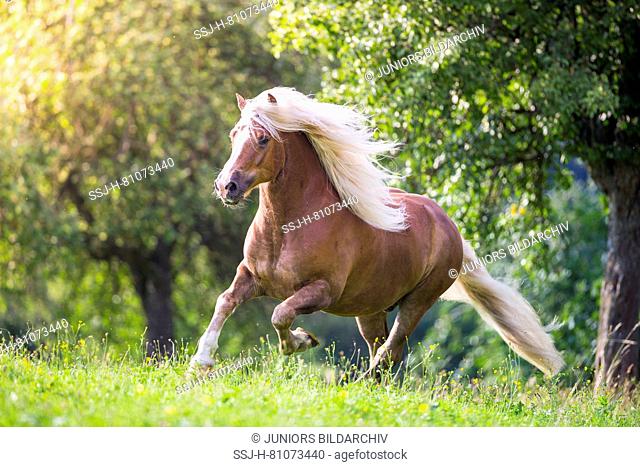 Black Forest Horse. Chestnut gelding galloping on a meadow. Germany