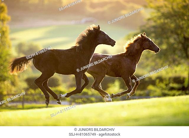 Hanoverian Horse. Two foals galloping on a pasture. Great Britain