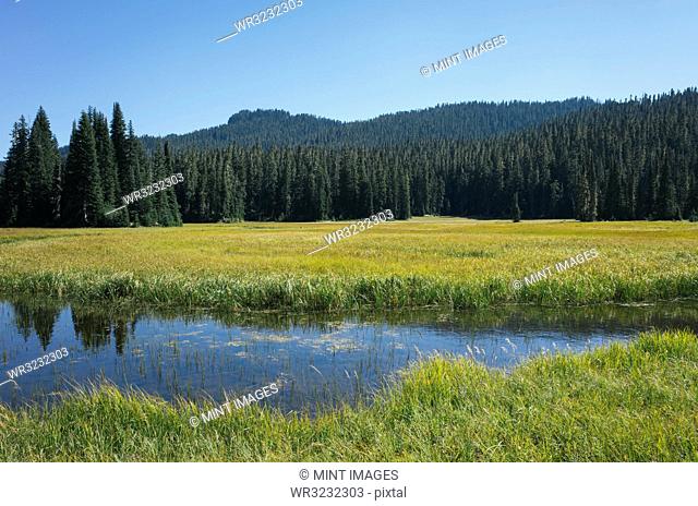 Bumping River flowing through alpine meadow and forest along the Pacific Crest Trail in the Cascades range on the Pacific Crest Trail