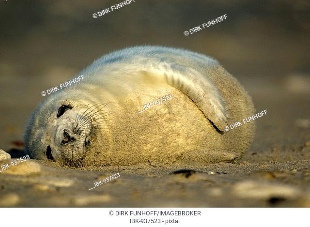 Young Gray Seal (Halichoerus grypus) cub, Heligoland, Schleswig-Holstein, Germany, Europe
