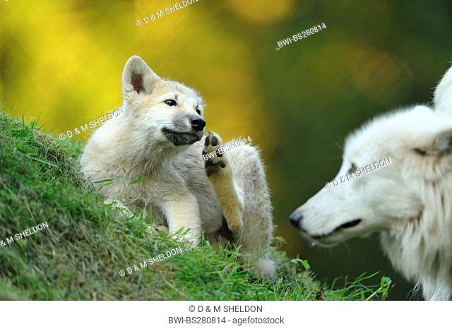 arctic wolf, tundra wolf Canis lupus albus, Canis lupus arctos, wolf cub having a scratch