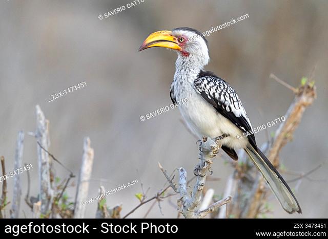 Southern Yellow-billed Hornbill (Lamprotornis leucomelas), side view of an adult perched on a branch, Mpumalanga, South Africa