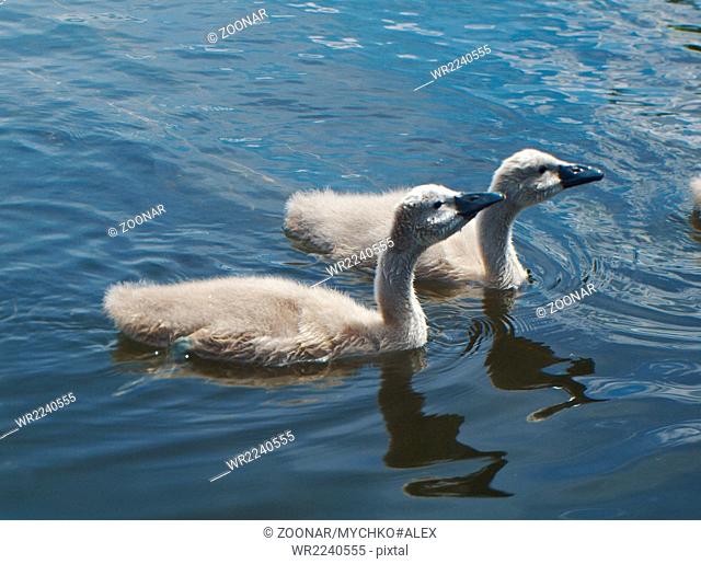White Swan Cygnets