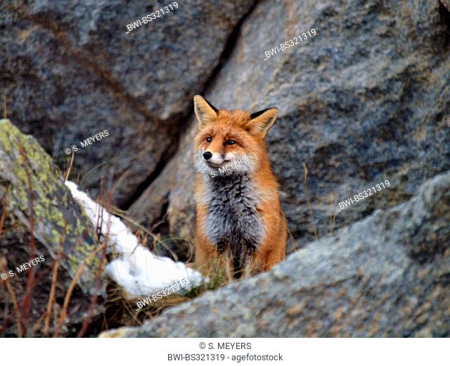 red fox (Vulpes vulpes), standing in winter on a rock, Italy, Gran Paradiso National Park, Valsavaranche