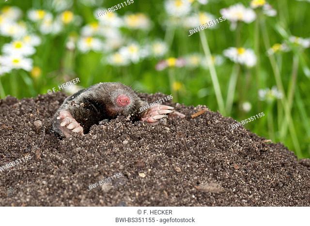 European mole, Common mole, Northern mole (Talpa europaea), on molehill in the garden, Germany