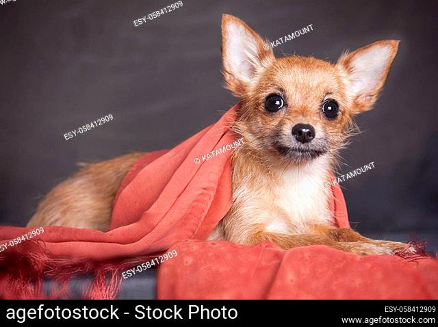 The long-haired red-haired small dog of the Chihuahua breed lies on a gray background in the studio, wrapped in a red scarf with a fringe