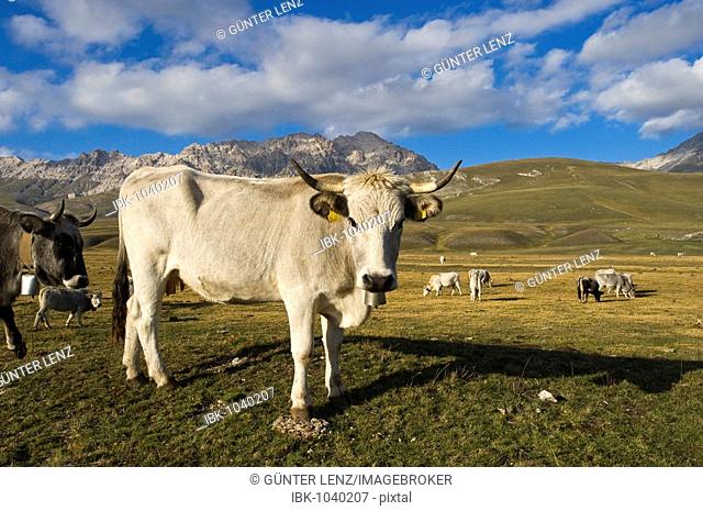 Cow in front of the mountain panorama of the Gran Sasso d'Italia, Abbruzzies, Abruzzo, Italy, Europe