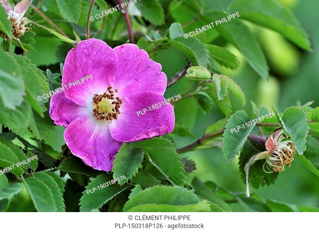 Alpine rose (Rosa pendulina / Rosa alpina) in flower in the Alps