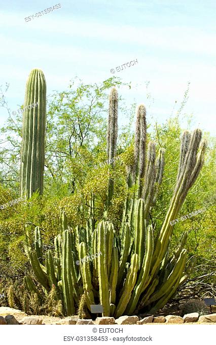 Senita cactus; Botanical Garden, Phoenix, AZ, USA