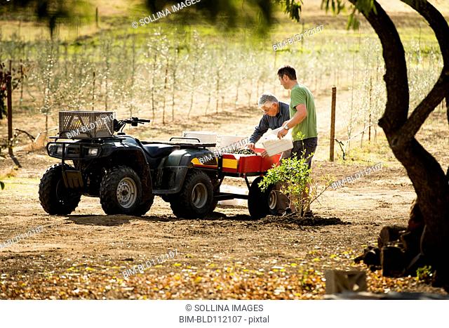 Men working in olive grove