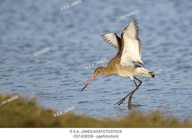 Bar-tailed Godwit Limosa lapponica Cley Norfolk Winter