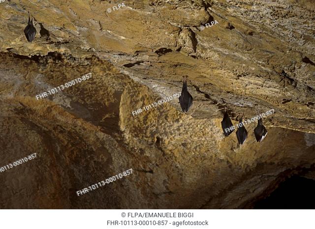 Lesser Horseshoe Bat Rhinolophus hipposideros five adults, sleeping, roosting in cave habitat, Grotta delle Vene Veins Cave, Ormea, Cuneo Province, Piedmont