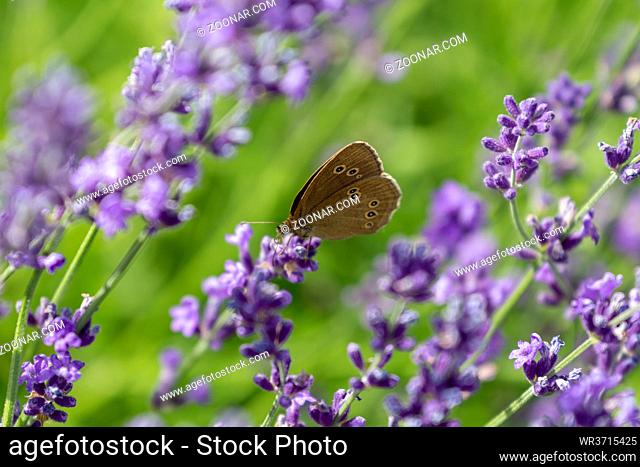 Lavendel mit Braunem Waldvogel