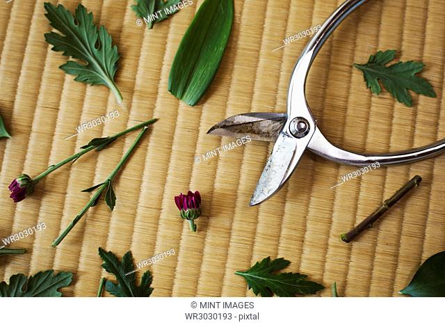 Close up high angle view of metal scissors and purple flower cut into pieces