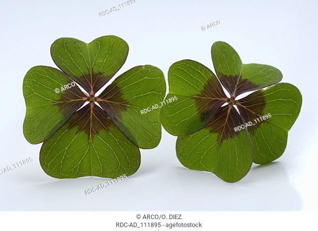 Four-leafed Clover Trifolium spec
