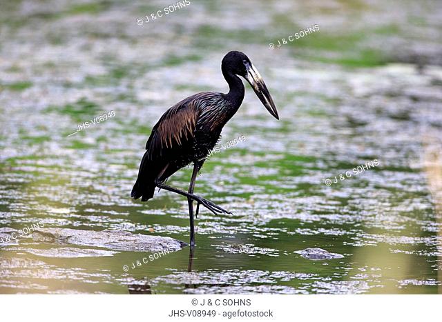 African openbill stork, (Anastomus lamelligerus), adult in water searching for food, Kruger Nationalpark, South Africa, Africa