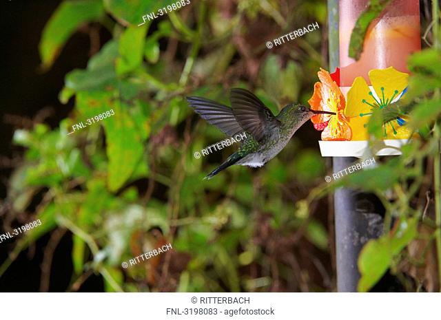 White-bellied Hummingbird Leucippus chionogaster flying to artificial blossom, Foz do Iguacu, Brazil, side view