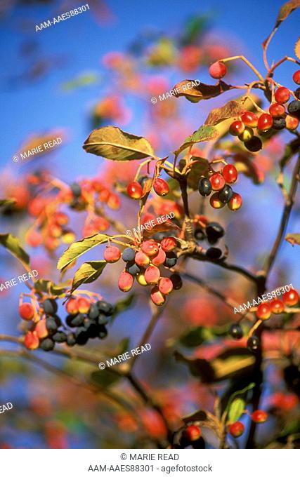 Nannyberry with ripening Berries (Viburnum lentago), Ithaca, NY