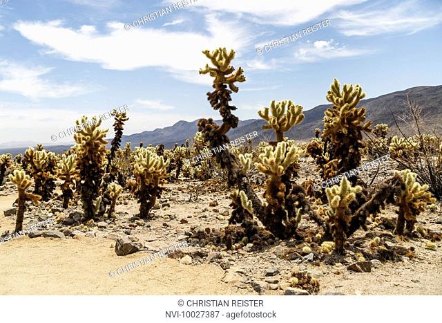 Cholla Cactus Garden in Joshua Tree National Park, Mojave Desert, California, USA