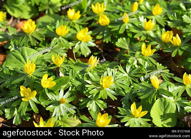 Winteraconite in the Spring, Western Pomerania, Germany, Europe