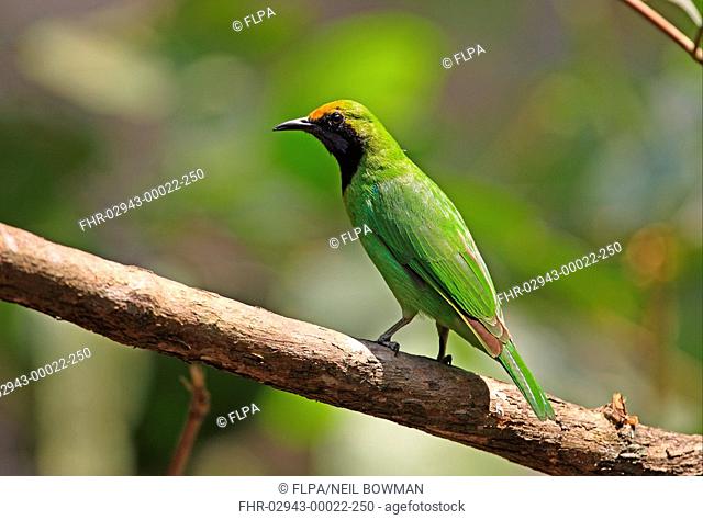 Golden-fronted Leafbird Chloropsis aurifrons pridii adult male, perched on branch, Kaeng Krachan N P , Thailand, february