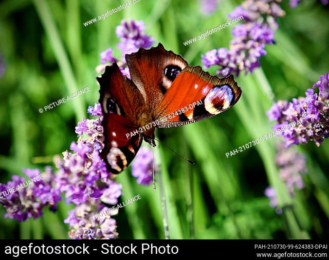 26 July 2021, Brandenburg, Bad Belzig: A peacock butterfly sits on the branch of a lavender flower. The butterfly with rust-red colouring and the striking eye...
