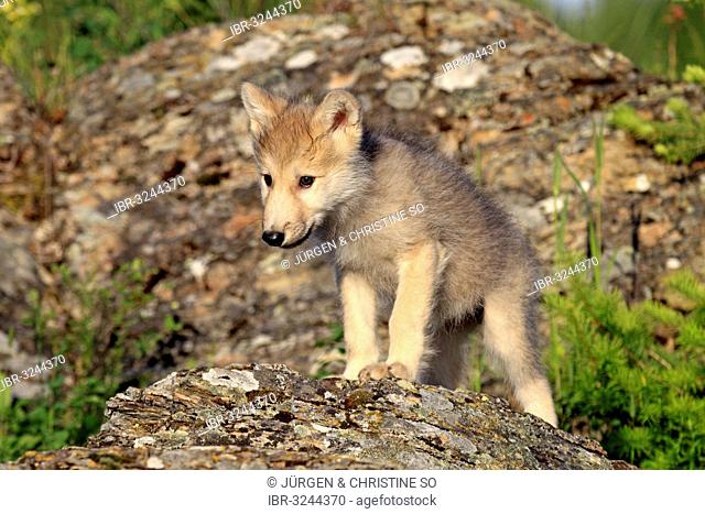 Wolf (Canis lupus), pup, eight weeks old, captive