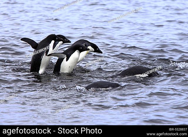 Adelie Penguin (Pygoscelis adeliae), group swimming, Antarctica, Brown Bluff, Weddell Sea, Antarctica
