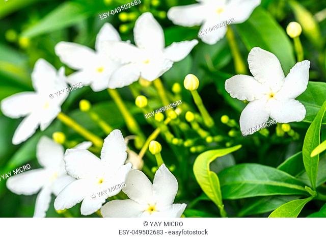 Close up Gerdenia Crape Jasmine (Gardenia jasminoides), white flowers with green leaves