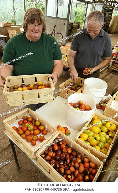 02.08.2019, Latdorf: At their nursery in Latdorf near Bernburg, Ines and Bernd Schmidt sort harvested tomatoes for sale at weekly markets