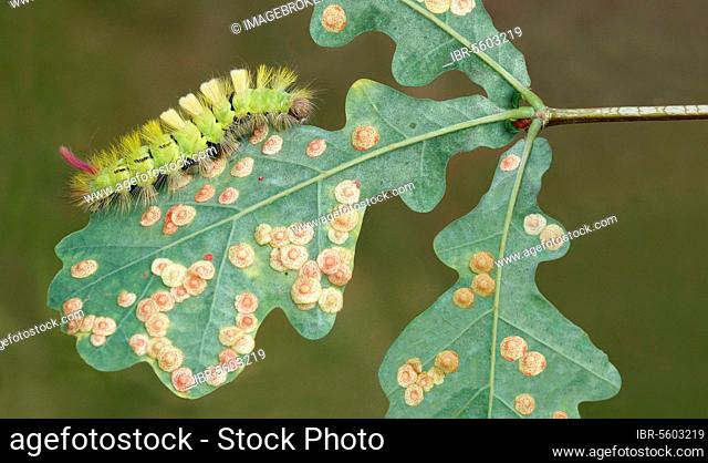 Pale tussock (Calliteara pudibunda), caterpillar feeding on a leaf of english oak (Quercus robur) with gall wasps (Neuroterus quercusbaccarum), Leicestershire