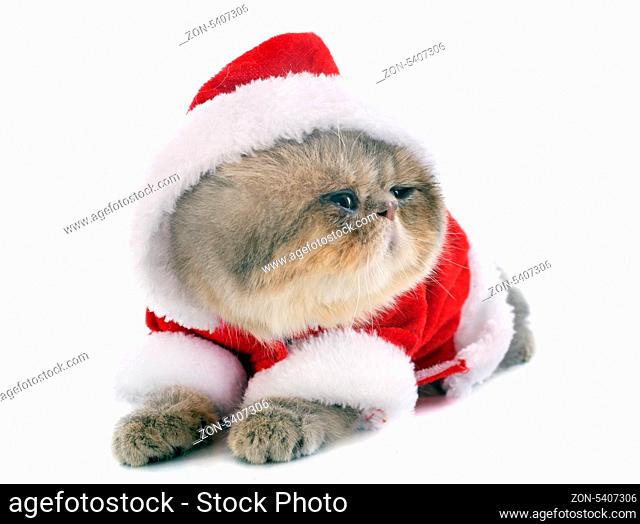 dressed kitten exotic shorthair cat in front of white background