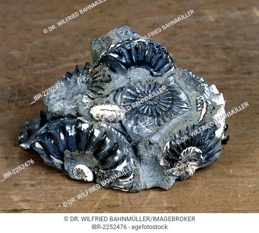 Ammonoidea, Ammonites