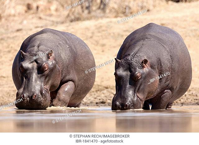 Hippopotamuses (Hippopotamus amphibius) drinking in a waterhole, Tshukudu Game Lodge, Hoedspruit, Greater Kruger National Park, Limpopo Province, South Africa