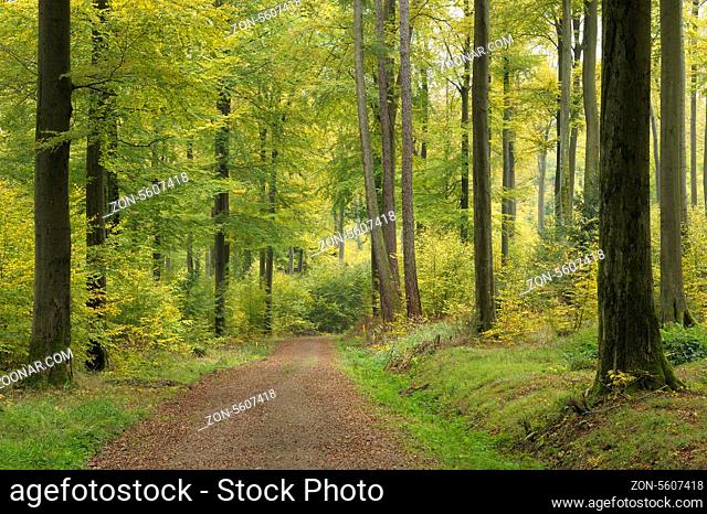 Laubwald im Herbst, Spessart, Bayern, Deutschland
